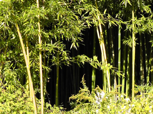 bamboo