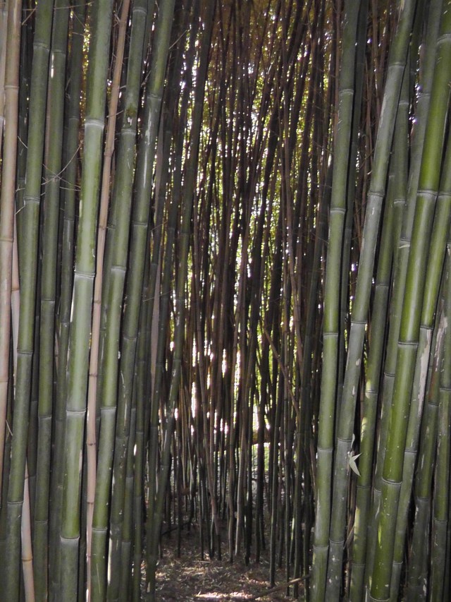 bamboo pathway