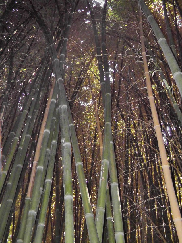 bamboos in the sky