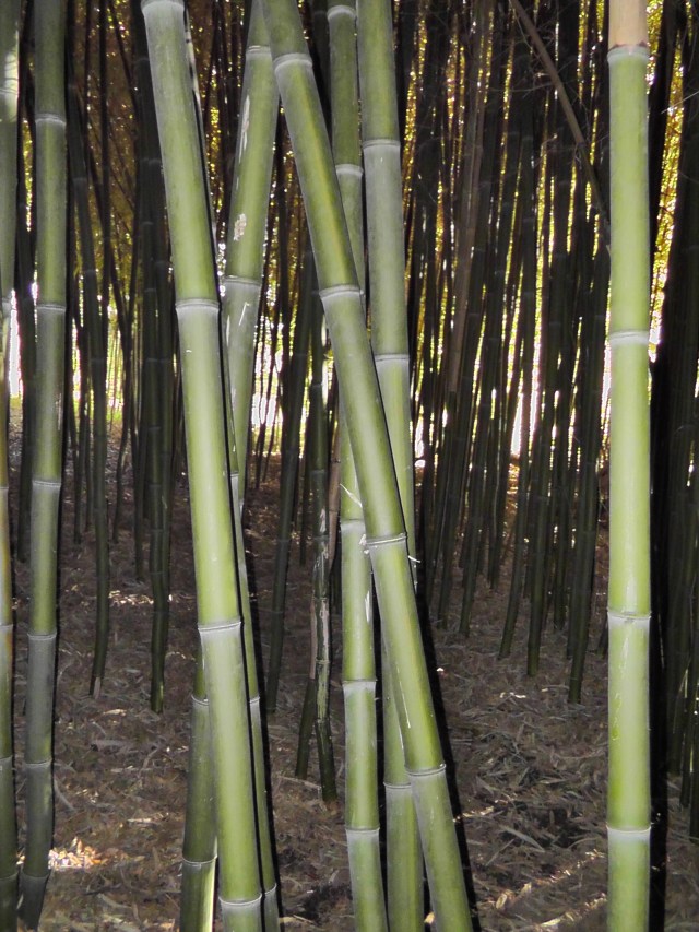 bamboo dead end