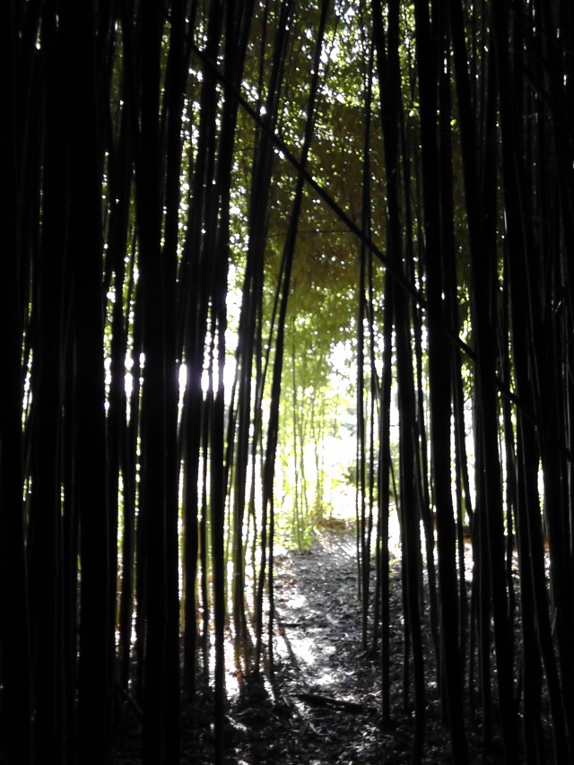 bamboo exit