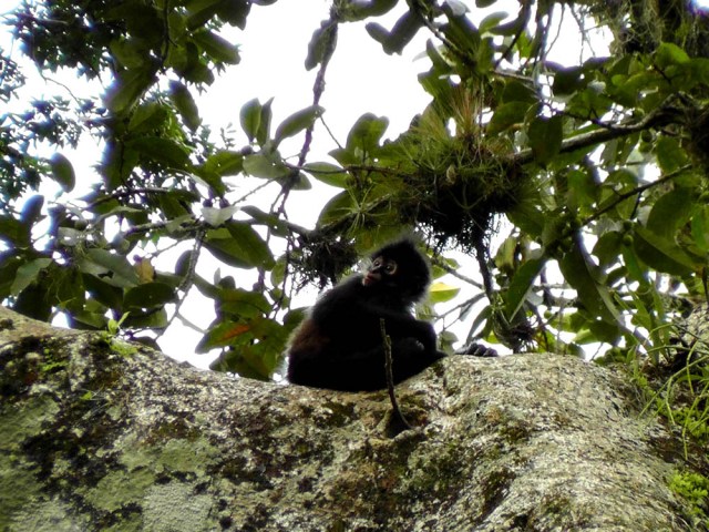 Fuzzy little baby spider monkey all alone in the crook of a branch, tikal, guatemala
