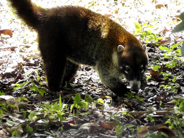 coati1