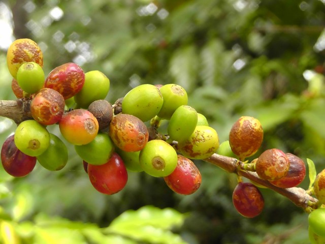 Coffee beans
