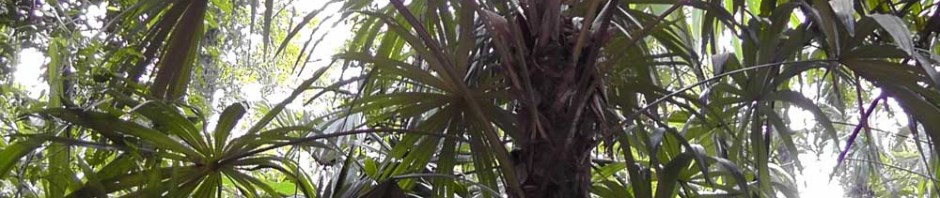 tikal, guatemala, travelogue, Ailsa Prideaux-Mooney