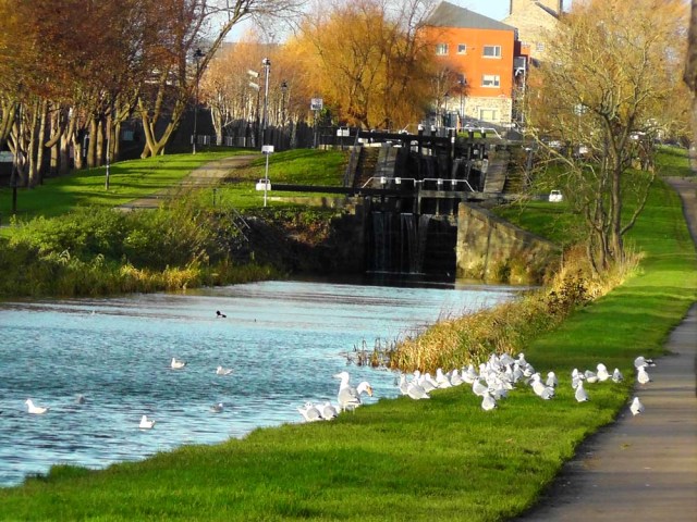 royal canal