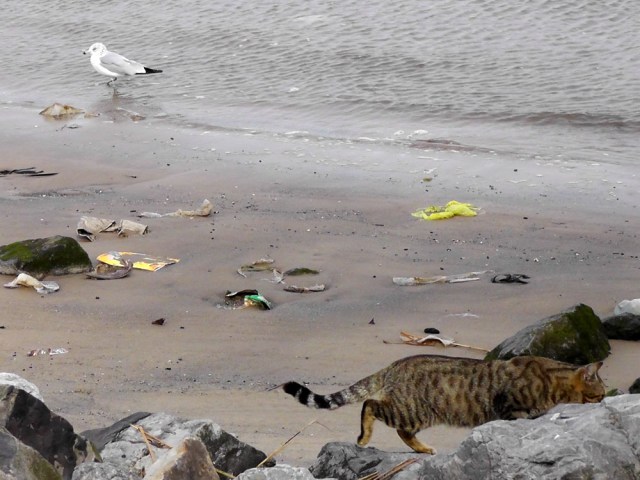 feral cat gull trash