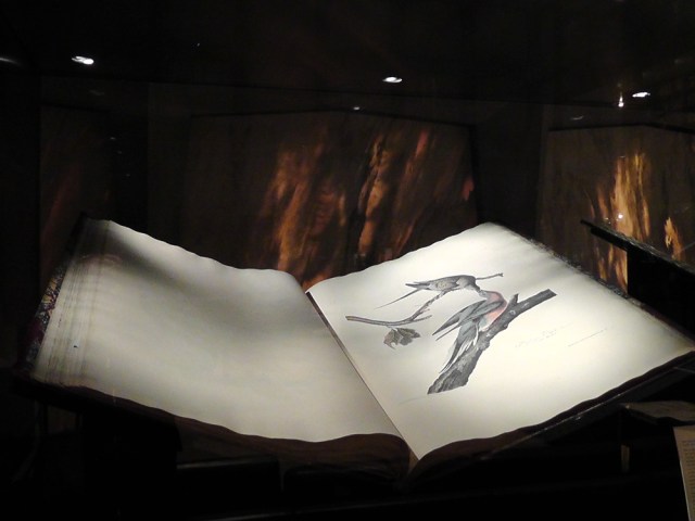 audubon, beinecke, rare manuscript, yale, travel, travelogue, ailsa prideaux-mooney