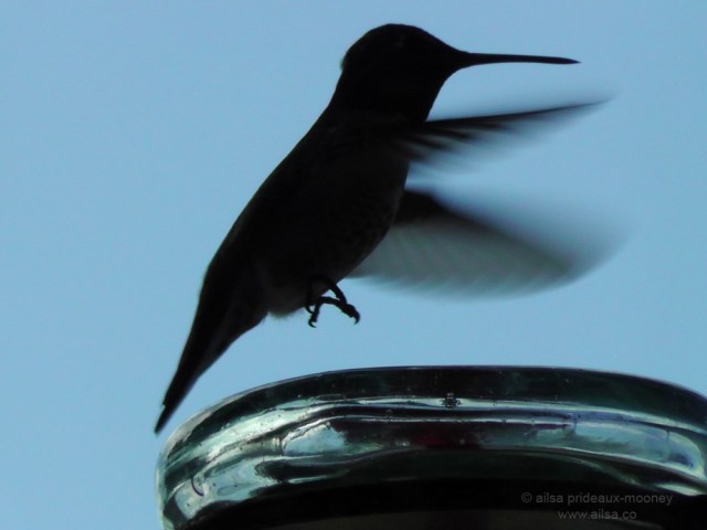 hummingbird blue calfornia