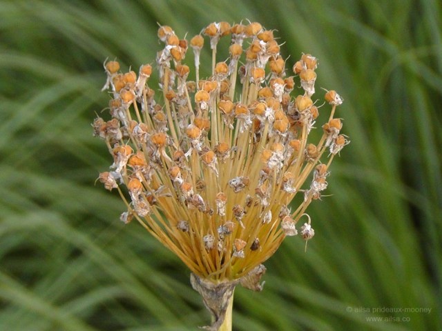 high line park new york piet oudolf