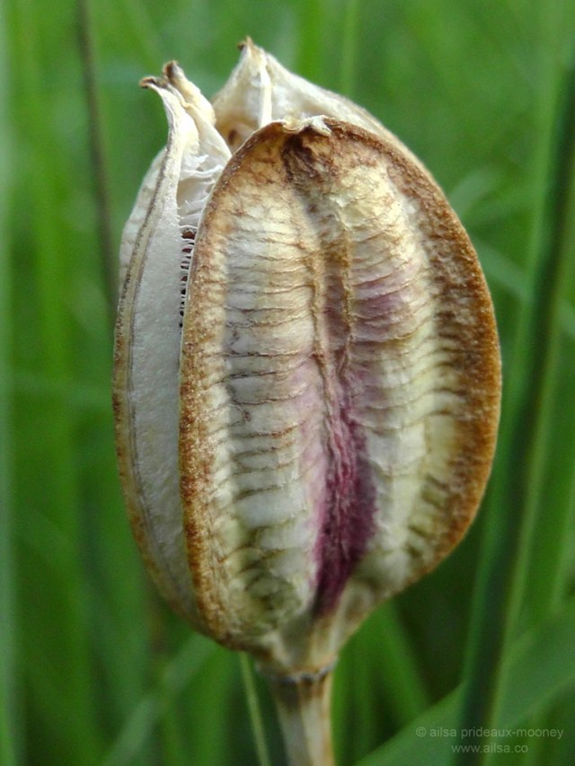 high line park new york piet oudolf