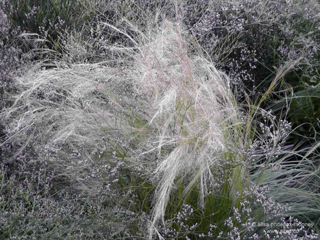 high-line-park-texture-1 high line park new york piet oudolf