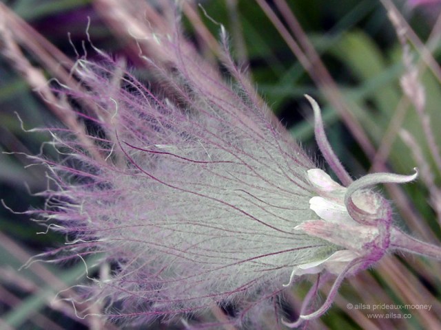 high-line-park-texture-3 high line park new york piet oudolf