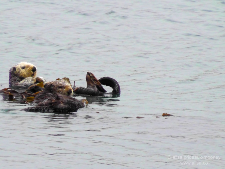world ocean day marine life sea otters california