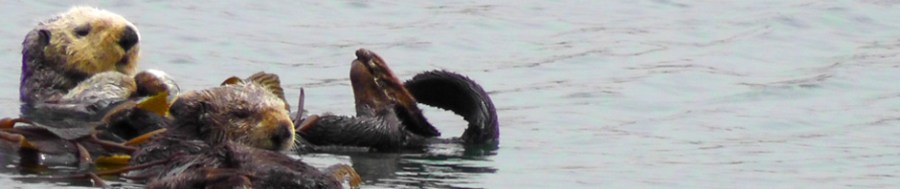 world ocean day sea otters california