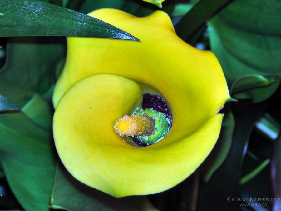 flowers macy's flower show new york 2012