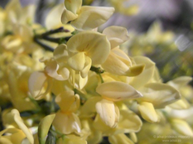 flowers macy's flower show new york 2012