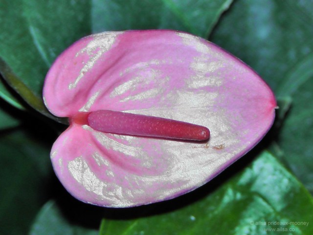 flowers macy's flower show new york 2012
