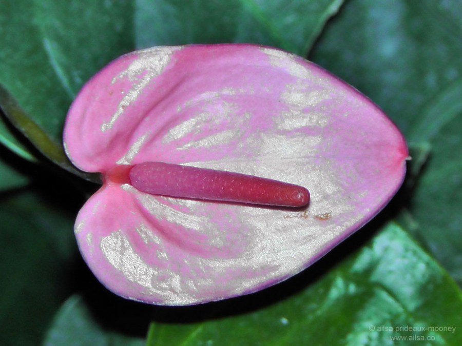 flowers macy's flower show new york 2012