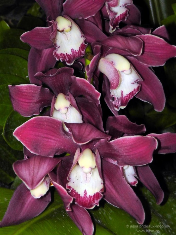 flowers macy's flower show new york 2012