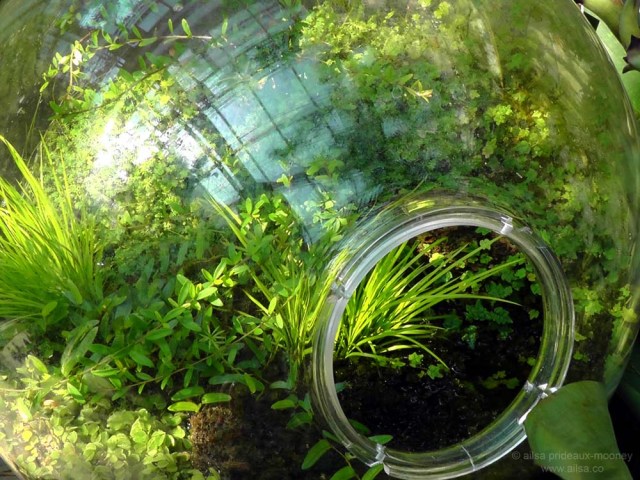 curves botanic gardens washington dc