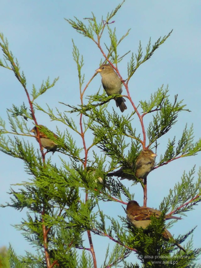 foliage leaves new york birds nature autumn fall spring snug harbor staten island