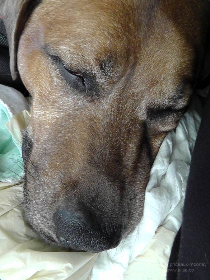 US road trip USA America montana wyoming yellowstone beartooth highway pass