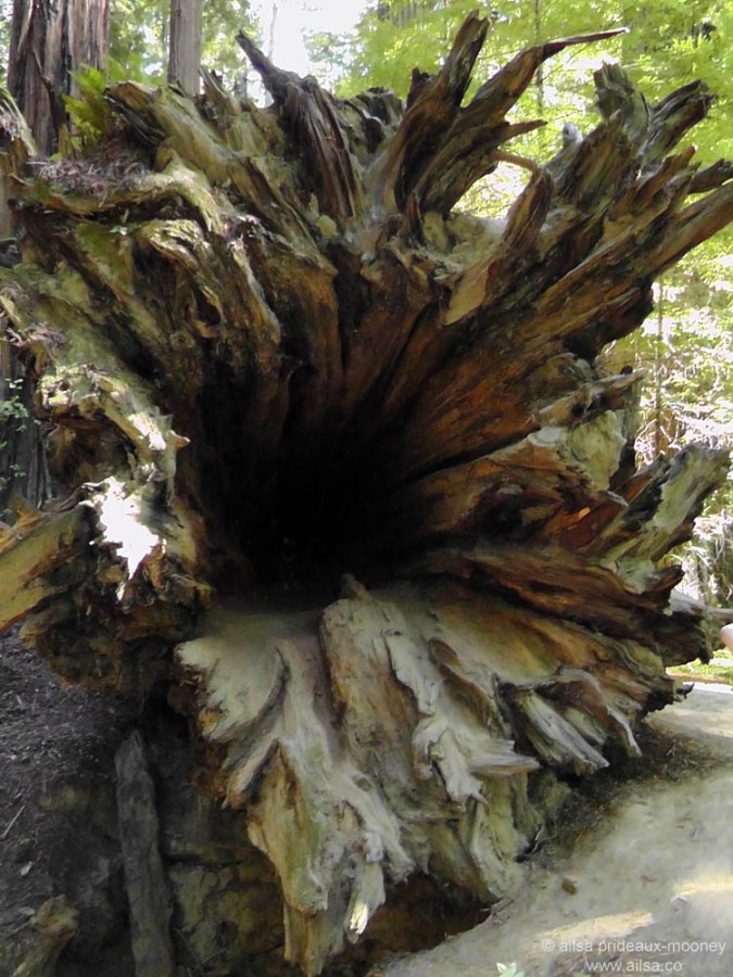 giant redwood california road trip usa us america driving