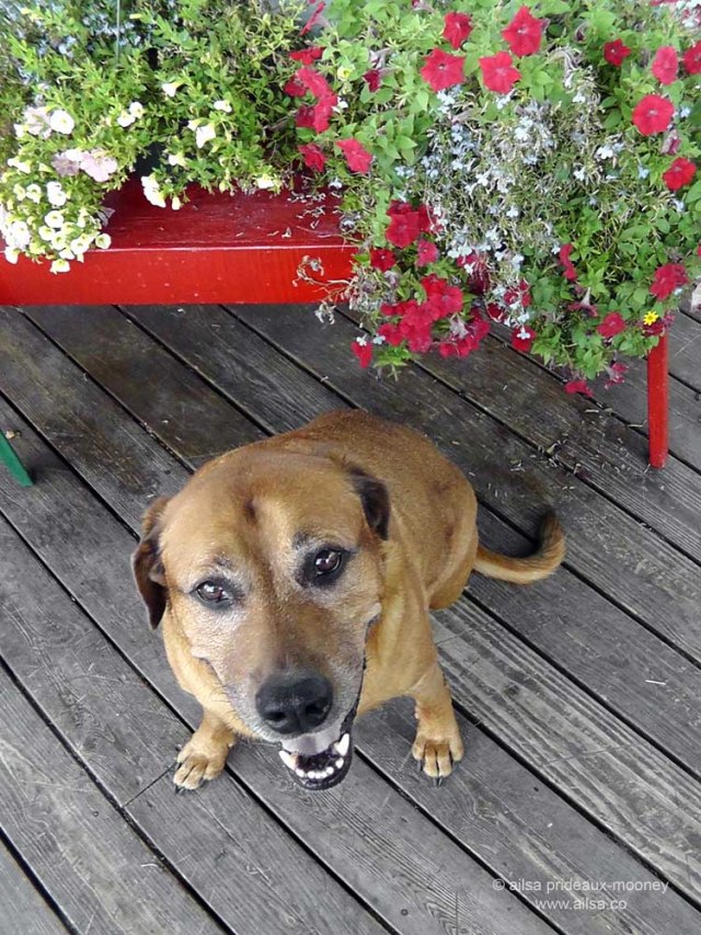 us-road-trip-dog US USA road trip dog Sprocket travel driving car