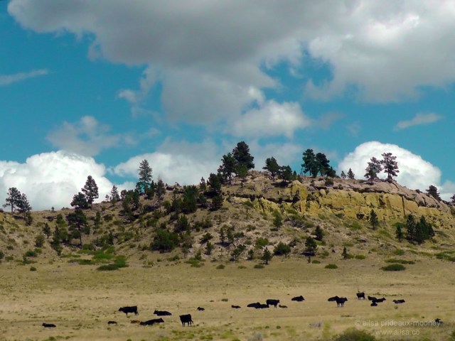 us road trip north dakota badlands black cows usa america driving