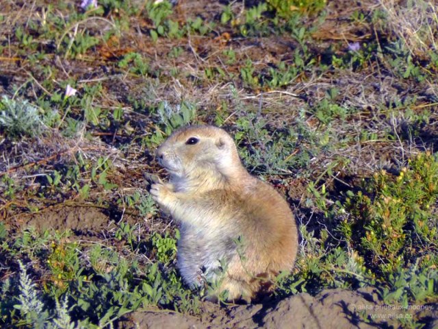 us road trip prairie dog town badlands north dakota theodore roosevelt national park