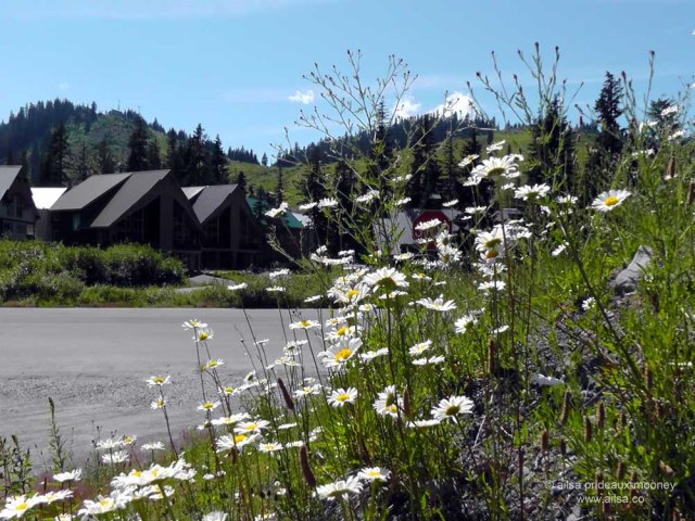 us-road-trip-snoqualmie-washington US USA America road trip snoqualmie washington cascades