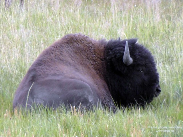 US road trip USA America montana wyoming yellowstone beartooth highway pass buffalo bison