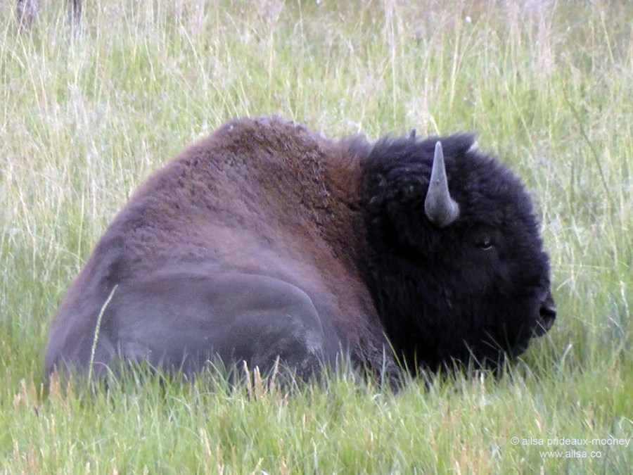 US road trip USA America montana wyoming yellowstone beartooth highway pass buffalo bison