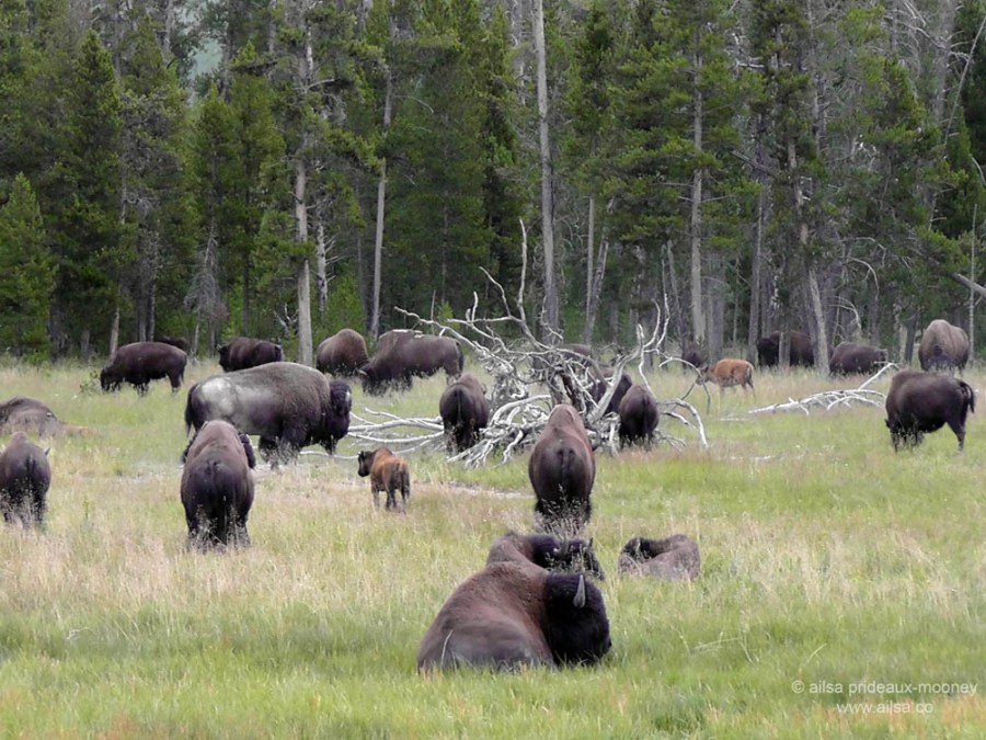 US road trip USA America montana wyoming yellowstone beartooth highway pass buffalo bison