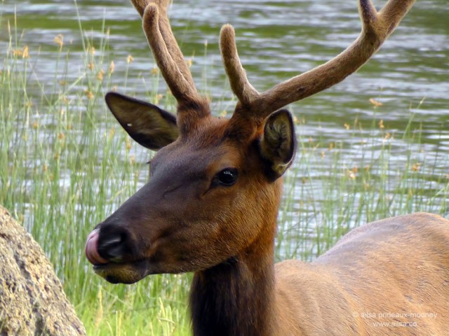 US road trip USA America montana wyoming yellowstone beartooth highway pass elk