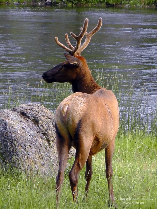 US road trip USA America montana wyoming yellowstone beartooth highway pass elk