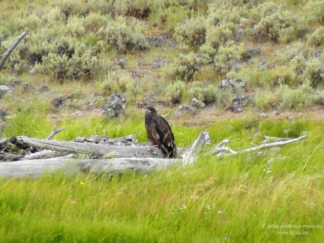 US road trip USA America montana wyoming yellowstone beartooth highway pass golden eagle