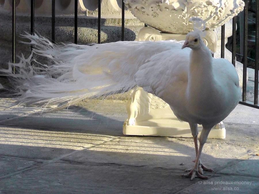 white peacock albino snowy balcony new york st john the divine manhattan