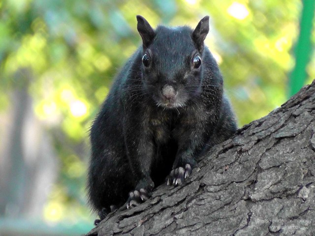 black squirrel van cortland park
