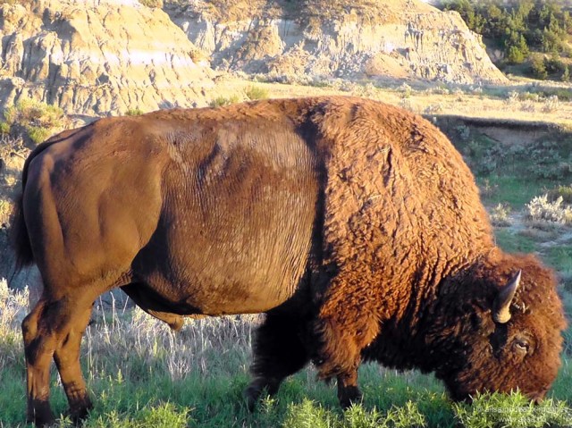 buffalo badlands north dakota theodore roosevelt national park