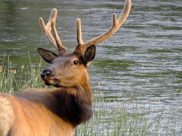 elk yellowstone national park wyoming world animal day