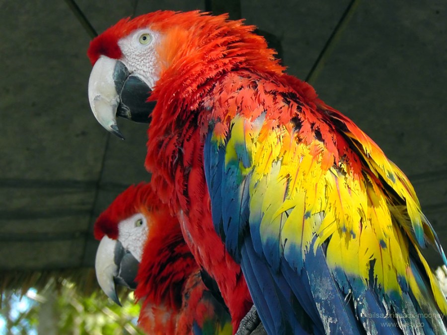 parrots antigua guatemala casa santo domingo