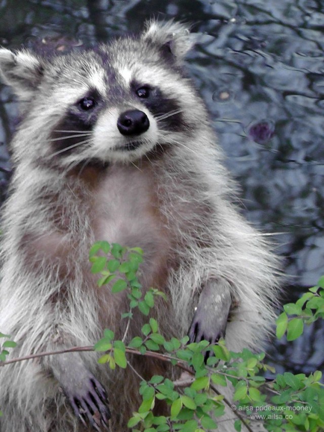 raccoon central park