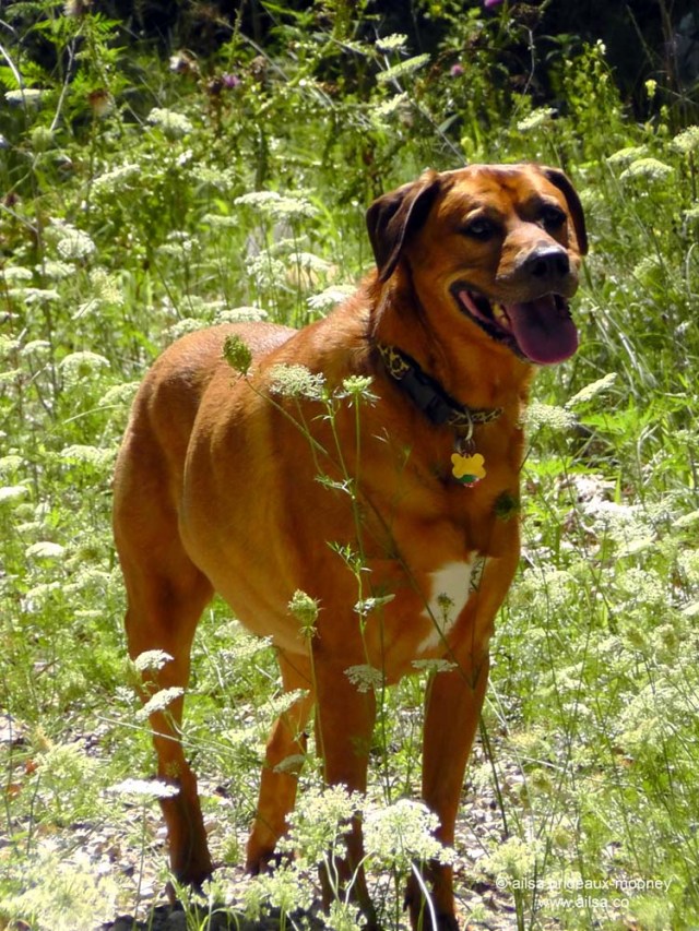 us usa america road trip wisconsin dog