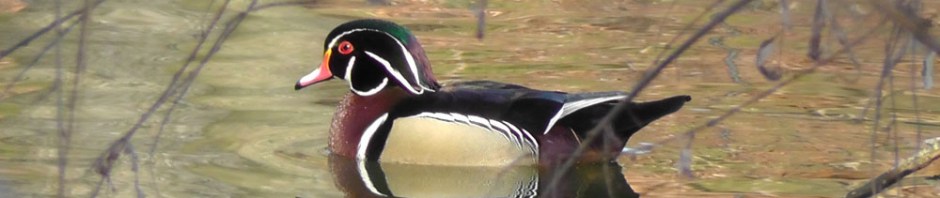 wood duck, central park, new york, travel, travelogue, ailsa prideaux-mooney