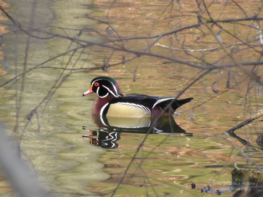 wood duck, central park, new york, travel, travelogue, ailsa prideaux-mooney