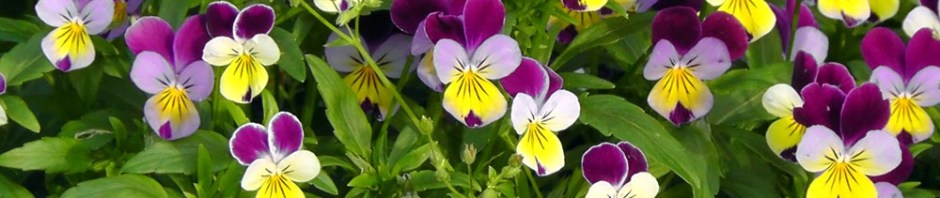 brooklyn botanic gardens new york pansies travel