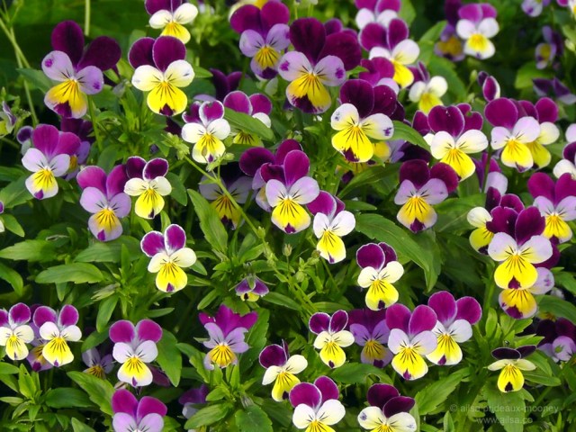 brooklyn botanic gardens new york pansies travel