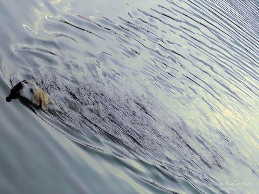 dog swimming andover lake us usa connecticut america golden retriever